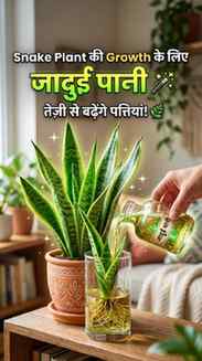 क्या आपका Snake Plant भी हफ्तों से वैसा का वैसा है? 🌿👀
अगल