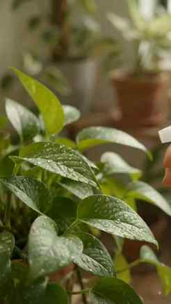 थोड़ी सी ताज़ी हवा और थोड़ा सा सुकून! 🍃 घर में पौधे लगाने क