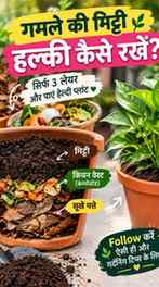 गमले में पौधा लगाने से पहले मिट्टी को हल्का और भुरभुरा रखना 