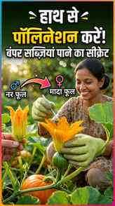 Kya aapke paudho ke phool bhi bina phal bane gir jaate hain?