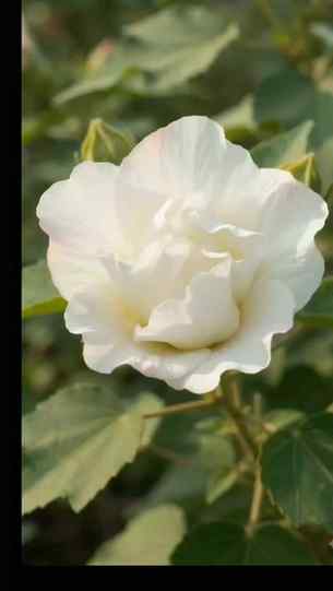 Hibiscus mutabilis 

#cottonrose
#plantcare 
#hibiscus 
#hib