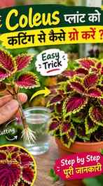 🌿 Coleus ko cutting se grow karna hai? ✂️🪴
Ek healthy cutt