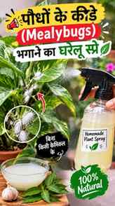 🌿 पौधों पर Mealybugs ने कर दिया है कब्ज़ा? 😩
Try करें लहसु