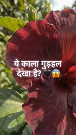 🖤🌺 Black Hibiscus lovers, ये खूबसूरत फूल आपके गार्डन में क