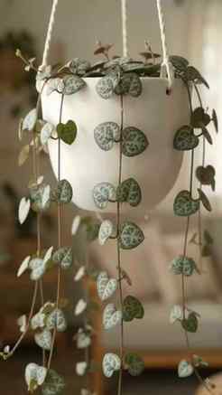 String of Hearts 💚✨
Is beautiful hanging plant ko healthy a