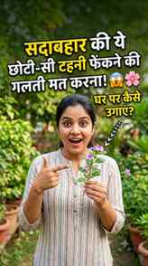 🌸 सदाबहार की Cutting से नया पौधा उगाएं! 🌱

क्या आपको पता ह