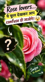 🌸 Rose lovers, ye plant aapko zaroor pasand aayega! 👀
Rose