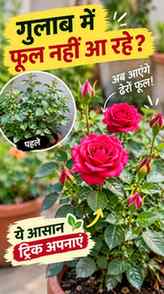 चौक से पाएं ढेरों गुलाब! 🌿 Calcium boost for your plants.
​