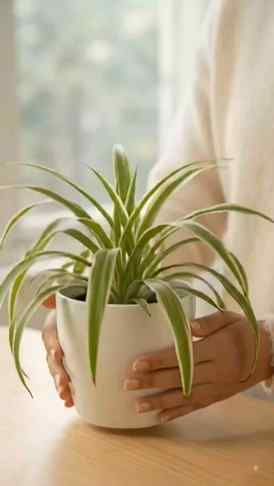 Spider plant 
#plantcare 
#SpiderPlantCare 
#plantlover