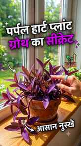 ​Purple Heart plant ki growth ka asli secret! ✨ Agar aapka p
