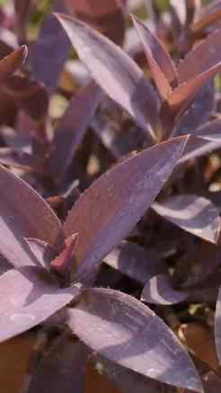 💜 एक Purple Heart से बनाइए ढेर सारे नए पौधे! 😍🌱
क्या आप ज