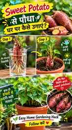 🍠 क्या एक Sweet Potato से घर पर नया पौधा उगाया जा सकता है? 