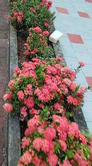 Peace found in petals and quiet places 💐💐🌹🌹
Smiling thor