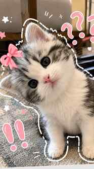 今夜、@thvはハリウッドで行われた @gracieabrams と @dojacat のパフォーマンスを観客席から鑑賞
