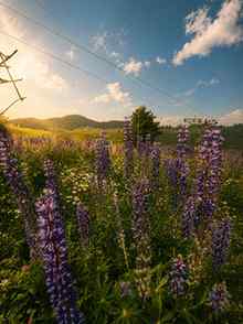 🌸 Lost in the lupins, found in Gulmarg
.
.
.
.
#bloom #gulm