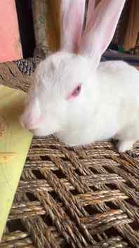 Funnyreels #aryankelvin #funnyanimals #viralvideo #instagram