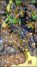 A quick guide to making aromatic masala stuffed baingan at h
