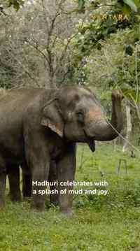 Relieved to see Madhuri healthy and back in Kolhapur. 🐘🤍 G