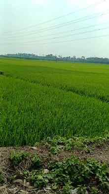 Kato sundor lagche dekhte 🌿🌿🌿🌿
#trending #explore #shor