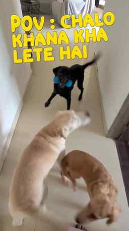 Khana kha le wala dance 🤣
#fyp #dogsofinstagram #reelsinst