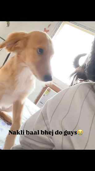 Nakli baal me invest karwayega ab he 😭
#fyp #dogsofinstagra