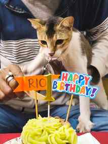 From a tiny fluff to our whole heart 💛
Rio turns ONE 🎂🐱
C