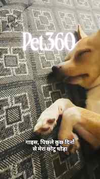 Happy tummy, happy pet! πΎπ
Keep those little tummies feel
