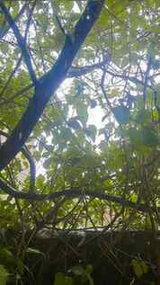 Rainy season
The sun ruled for days, but today the rain sto