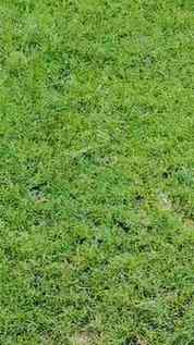 Green bangles...green environment....green life...🍀🌿
#saa