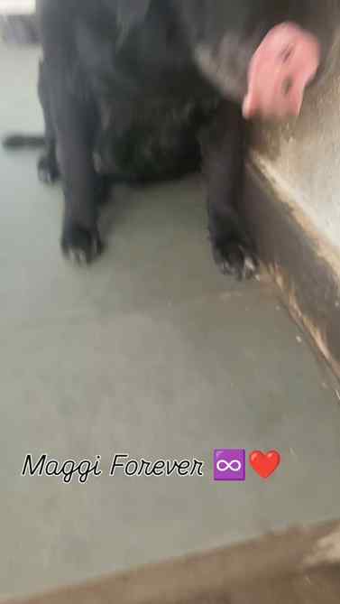 Goodbye Maggi ♾️❤️, until we see each other again 🫂

I foun