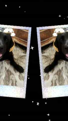 🎂🐾 Happy Birthday to our beautiful Shiny! 🖤✨

Another yea