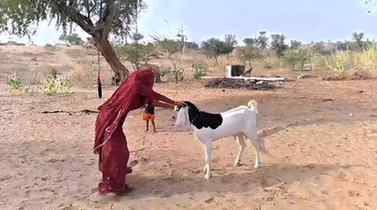 50K Ka Bakra.....