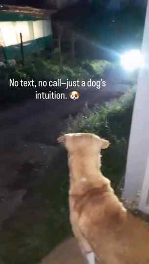 My dog already knows it’s me before I even reach the gate. �