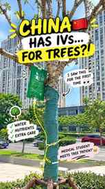 POV: You’re travelling in China and suddenly find a tree on