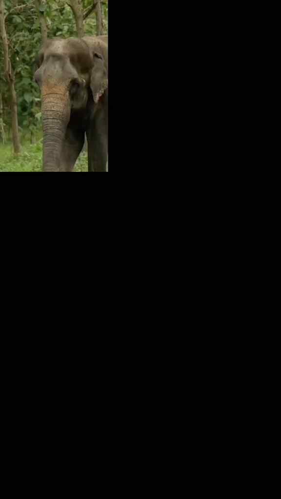 Madhuri's recovery is truly a story of hope and care.♥️🐘
.
