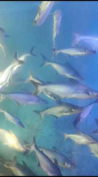"Exploring the underwater wonders at Aquatic World in Chandi