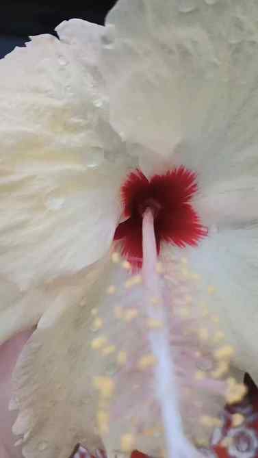 🌺
