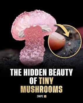 At first glance, they look almost invisible. But up close, t