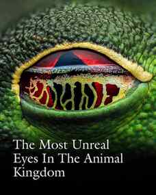 The eyes of reptiles and amphibians are more than just beaut