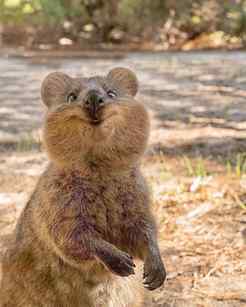 Rottnest Island, located just a short ferry ride from Perth,