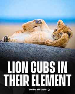 These adorable lion cubs have are capturing hearts, with the