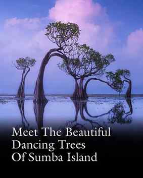Meet the Magical Dancing Trees of Sumba.
📍 Sumba Island, I