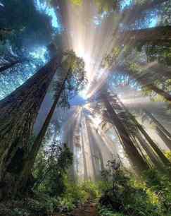 Came for the Redwoods stayed for the light show 🌲✨
Which ph