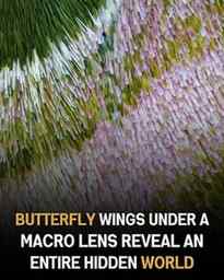 Butterfly wings aren’t smooth at all — they’re built like li
