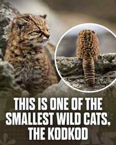 The kodkod, also known as the güiña, is the smallest wild ca
