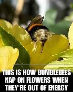 Bumblebees work tirelessly collecting nectar and pollen, but