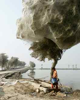 Trees Cocooned in Spider Webs, Sindh, Pakistan.
Photographe