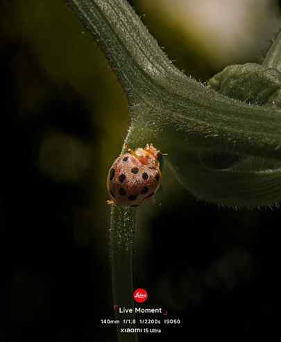 Little bug, big world
Shot on Xiaomi 15 ultra
#XiaomixLeic