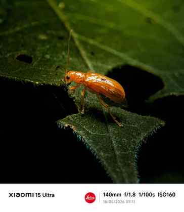 সবুজ পাতার বুকে এক ক্ষুদ্র অতিথির গল্প
Shot on Xiaomi 15 ul