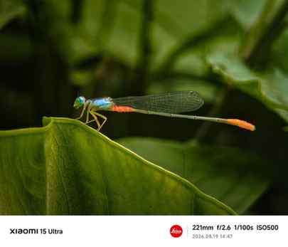 Finding the micro-wonders right in the backyard
Shot on Xia
